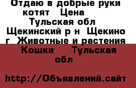 Отдаю в добрые руки котят › Цена ­ 50 - Тульская обл., Щекинский р-н, Щекино г. Животные и растения » Кошки   . Тульская обл.